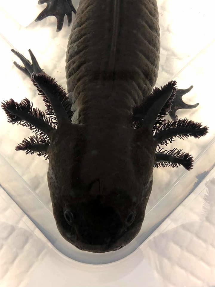 Axolotl