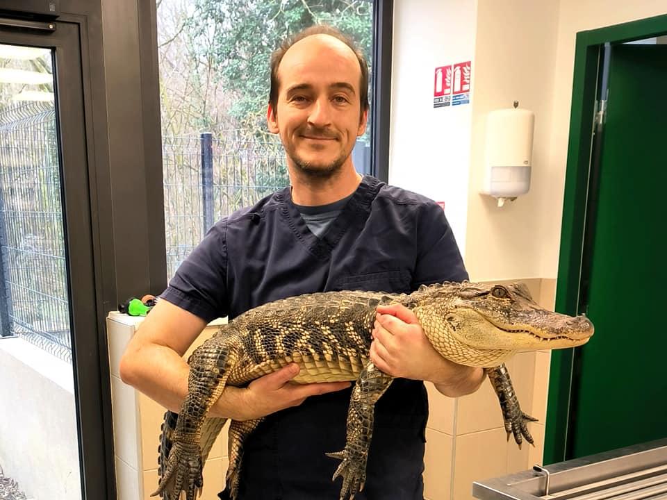 Crocodile