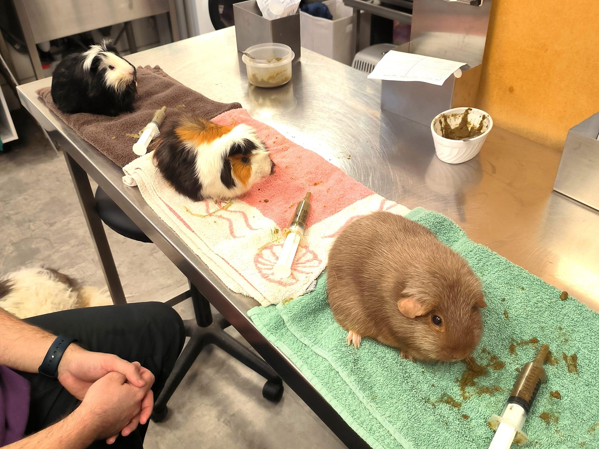 Nutrition cochons d'Inde