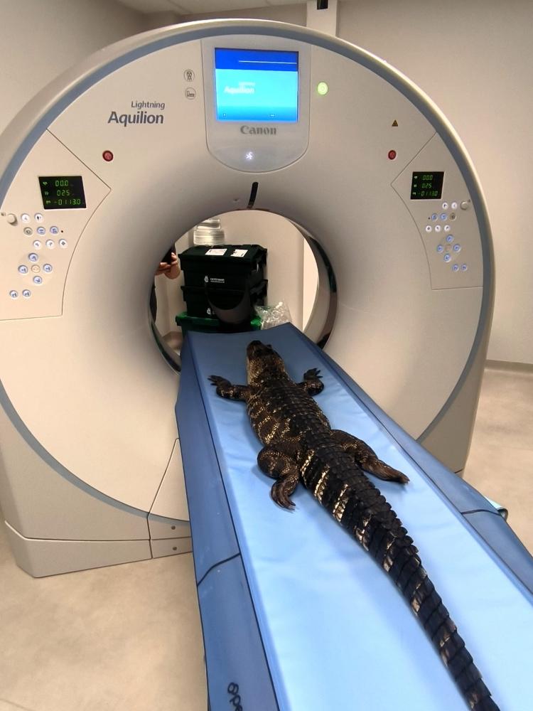 Scanner alligator