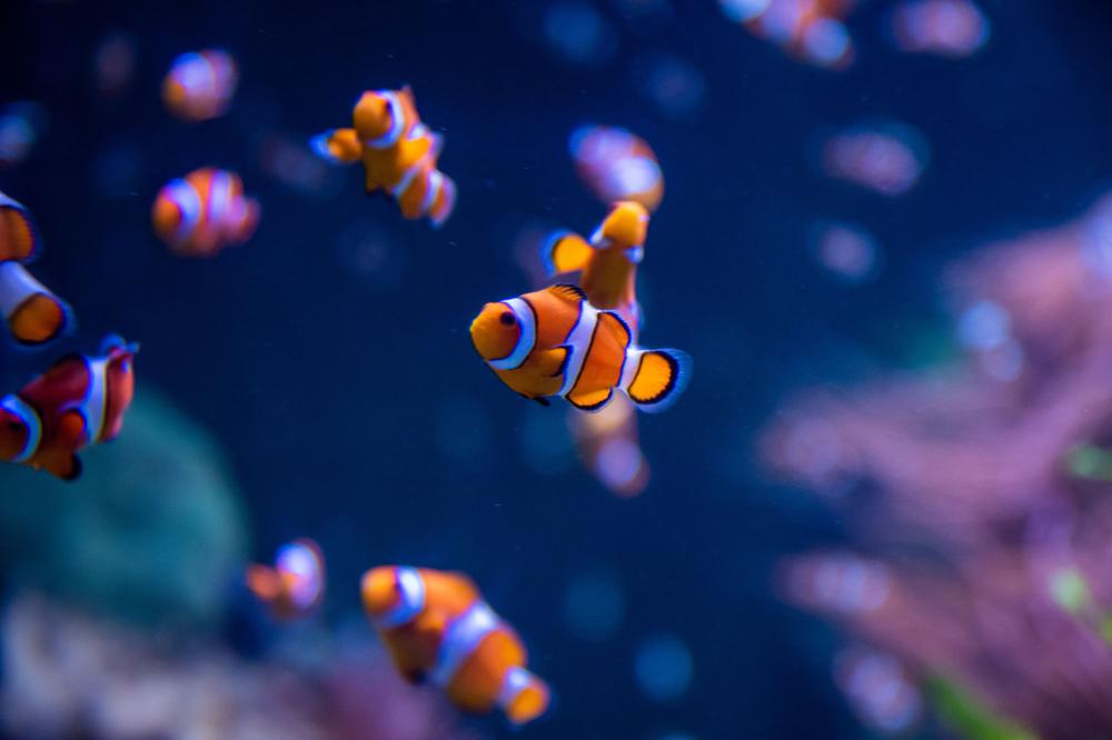 Poisson-clown