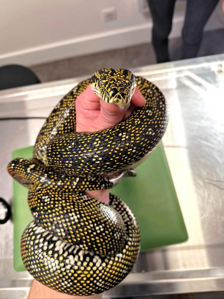 Vétérinaire reptiles à Vandœuvre-lès-Nancy