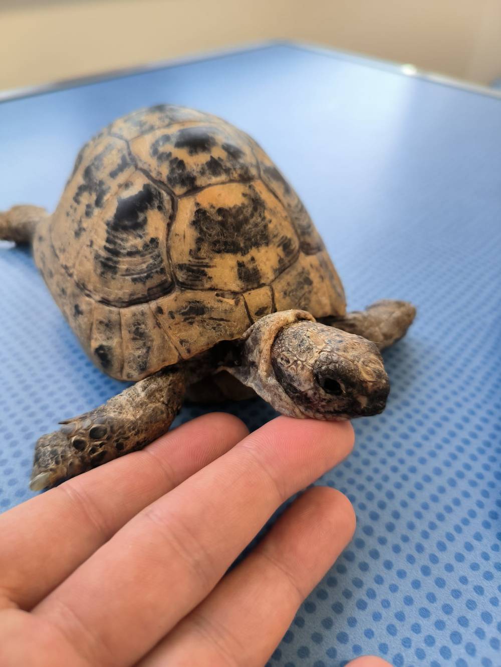 Raoul la tortue